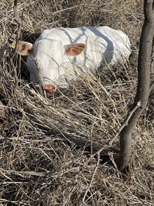2023 Pearl Heifer Calf