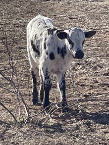 2023 JESSETTA BULL CALF