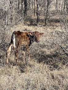 2022 Tempter’s Way Bull Calf