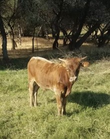 2021 RC IMAGINE BULL CALF