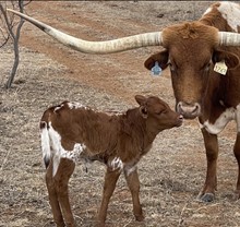 2022 Super Prissy Heifer