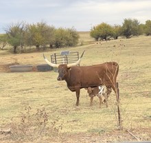 2022 Red Patriot Heifer