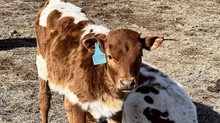 2022 Daisy Bull Calf 
