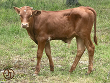 DC Franci bull calf 23