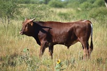 2022 Tempter’s Way Bull Calf