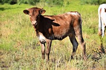 2023 Timeless Heifer