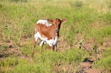 2023 Rosie Heifer Calf