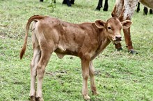 2024 B4 Amaryllis Heifer