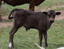 2024 Poppy bull calf