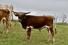 2023 Onyx Steer Calf