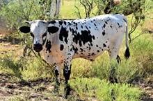 2023 JESSETTA BULL CALF