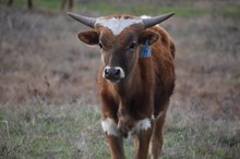 2023 Onyx Bull Calf