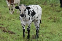 2023 JESSETTA BULL CALF