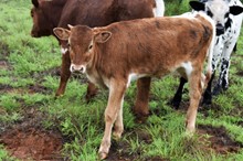 2023 CREAMSICLE HEIFER