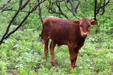 2022 Tempter’s Way Bull Calf