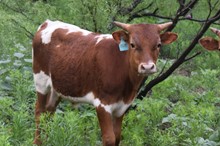 2022 Daisy Bull Calf 