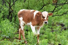 2023 Vanilla Bean Bull Calf
