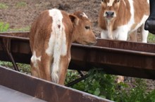 2023 Onyx Bull Calf