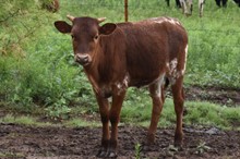 2022 Super Prissy Heifer
