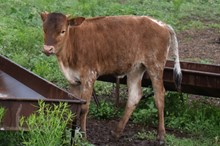 2023 Timeless Heifer