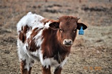 2021 STRAWBERRY BULL CALF