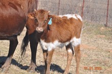 2021 LOLA HEIFER CALF