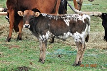 2022 TEXANA TRAIL BULL CALF