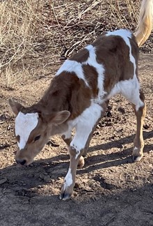 2023 Vanilla Bean Bull Calf