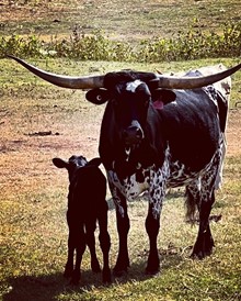 2022 Tessie Bull Calf