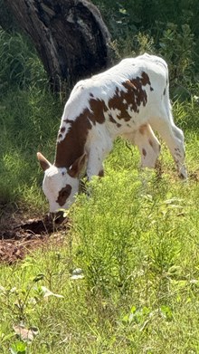 2025 DITTY DITTY BULL CALF