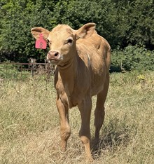 2025 TARI ROSE COMMERCIAL HEIFER CALF