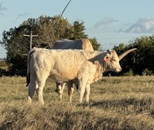 2025 CREAMSICLE COMMERCIAL HEIFER