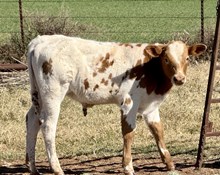 2025 Bonita Commercial Bull Calf