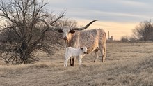 2025 Kitty bull calf