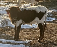 2025 Ditty Do X Bull Calf 