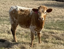 2025 UNBREAKABLE COMMERCIAL HEIFER