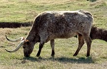 B4 UNBREAKABLE KITTY