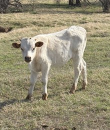 2025 Kitty bull calf