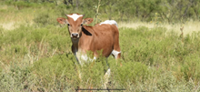 2023 Onyx Bull Calf