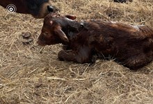 2021 Lincoln’s Rose Bull Calf