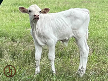 JJ Jeremiah's Cricket bull calf 23