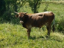 POTENTIAL HERD SIRE:  DFF RUNNING IMAGE